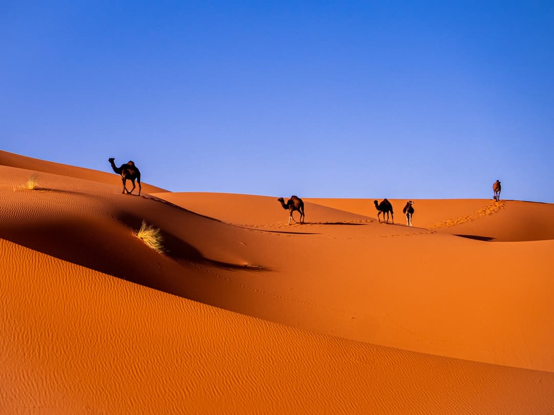 Caravane de dromadaires sur les dunes de Merzouga, Sahara
